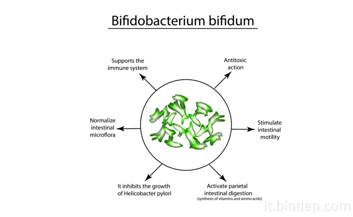 Bifidobacterium bifidum4